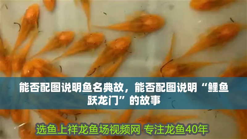 能否配圖說明魚名典故，能否配圖說明“鯉魚躍龍門”的故事