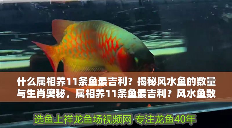 什么屬相養11條魚最吉利？揭秘風水魚的數量與生肖奧秘，屬相養11條魚最吉利？風水魚數量與生肖的奧秘解析