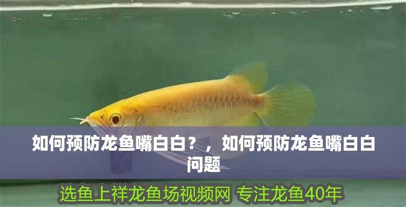 如何預防龍魚嘴白白？，如何預防龍魚嘴白白問題
