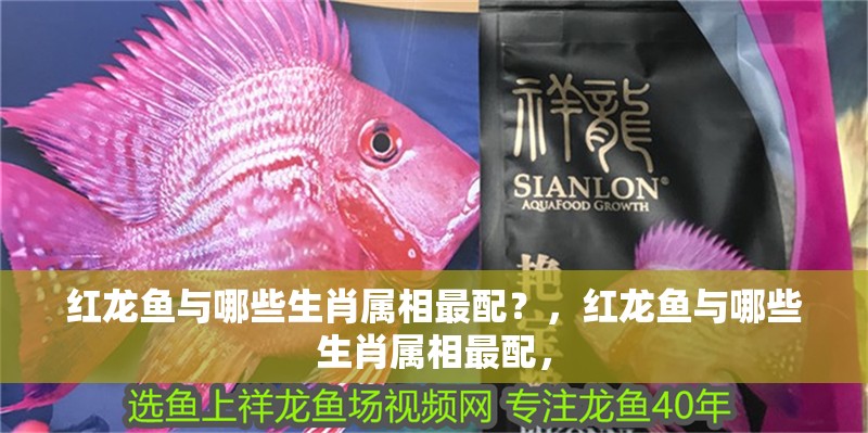 紅龍魚與哪些生肖屬相最配？，紅龍魚與哪些生肖屬相最配，
