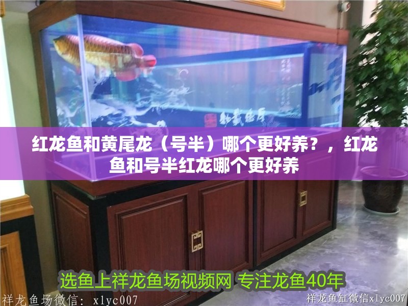 紅龍魚(yú)和黃尾龍（號(hào)半）哪個(gè)更好養(yǎng)？，紅龍魚(yú)和號(hào)半紅龍哪個(gè)更好養(yǎng)