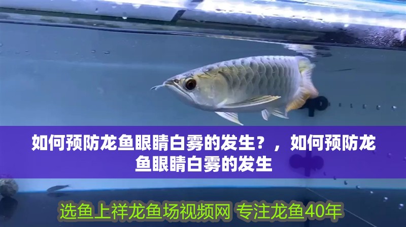 如何預防龍魚眼睛白霧的發生？，如何預防龍魚眼睛白霧的發生