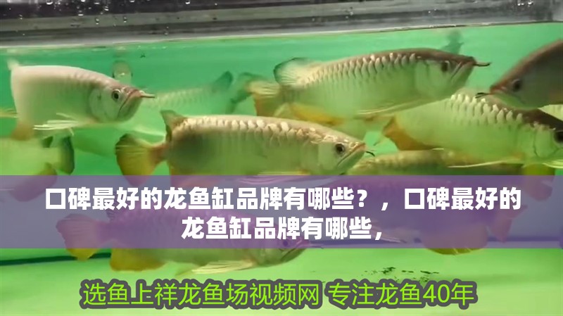 口碑最好的龍魚缸品牌有哪些？，口碑最好的龍魚缸品牌有哪些，