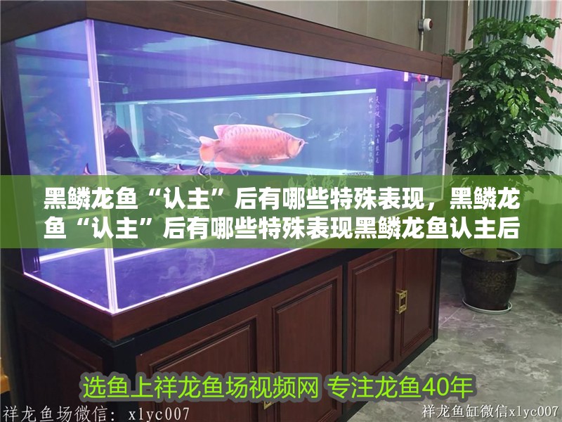 黑鱗龍魚“認(rèn)主”后有哪些特殊表現(xiàn)，黑鱗龍魚“認(rèn)主”后有哪些特殊表現(xiàn)黑鱗龍魚認(rèn)主后如何喂養(yǎng)