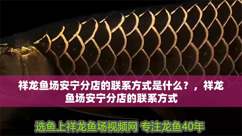 祥龍魚場安寧分店的聯系方式是什么？，祥龍魚場安寧分店的聯系方式