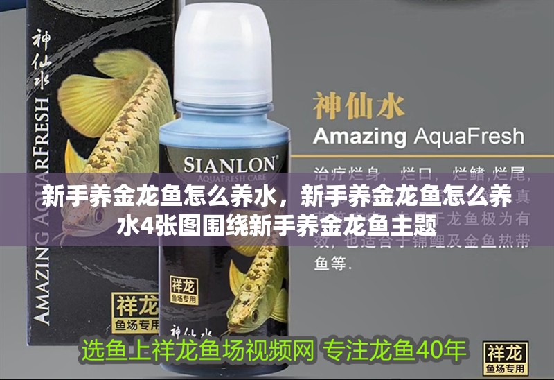 新手養金龍魚怎么養水，新手養金龍魚怎么養水4張圖圍繞新手養金龍魚主題
