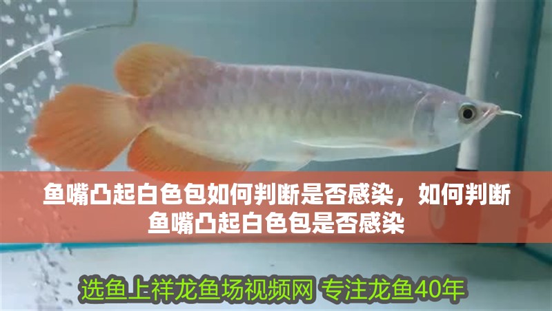 魚嘴凸起白色包如何判斷是否感染，如何判斷魚嘴凸起白色包是否感染