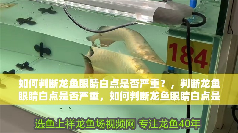 如何判斷龍魚眼睛白點(diǎn)是否嚴(yán)重？，判斷龍魚眼睛白點(diǎn)是否嚴(yán)重，如何判斷龍魚眼睛白點(diǎn)是否嚴(yán)重