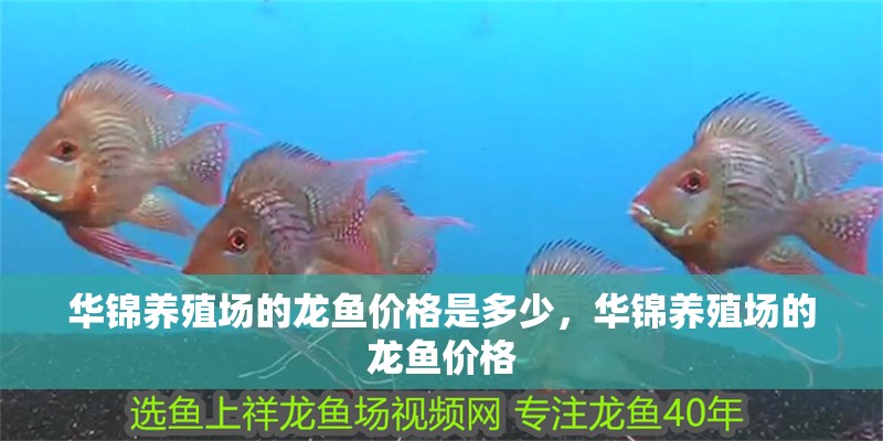 華錦養(yǎng)殖場的龍魚價(jià)格是多少，華錦養(yǎng)殖場的龍魚價(jià)格