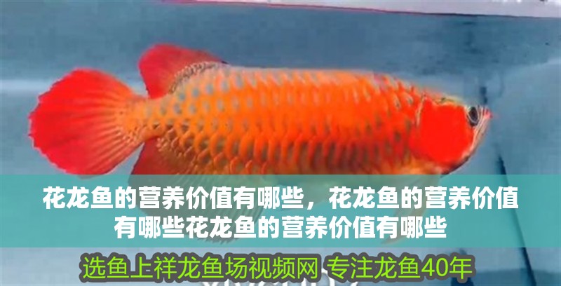 花龍魚的營養價值有哪些，花龍魚的營養價值有哪些花龍魚的營養價值有哪些