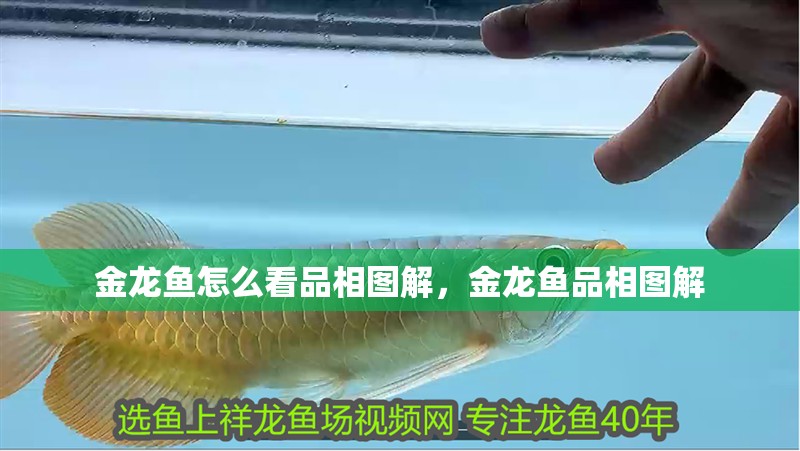 金龍魚怎么看品相圖解，金龍魚品相圖解