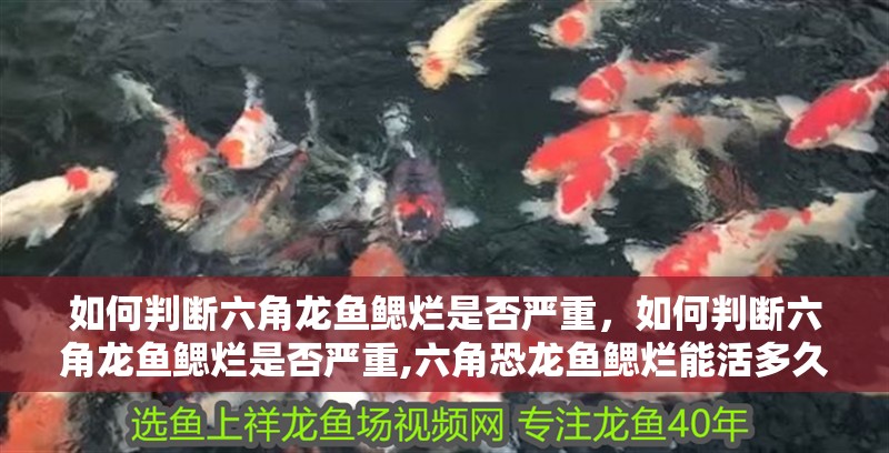 如何判斷六角龍魚鰓爛是否嚴(yán)重，如何判斷六角龍魚鰓爛是否嚴(yán)重,六角恐龍魚鰓爛能活多久