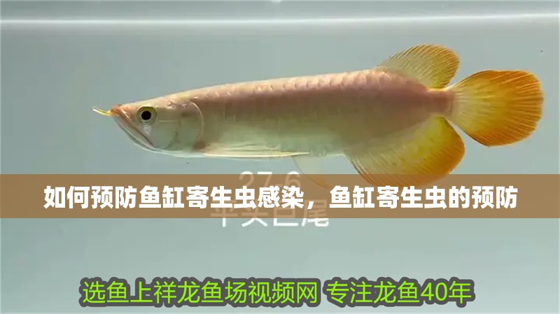 如何預(yù)防魚缸寄生蟲感染，魚缸寄生蟲的預(yù)防