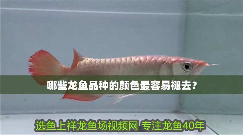 哪些龍魚品種的顏色最容易褪去？