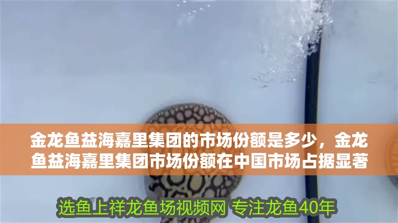 金龍魚益海嘉里集團的市場份額是多少，金龍魚益海嘉里集團市場份額在中國市場占據顯著地位