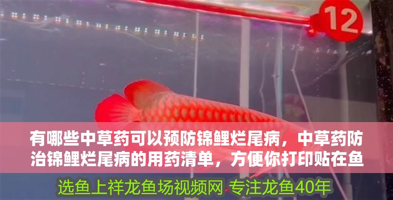 有哪些中草藥可以預防錦鯉爛尾病，中草藥防治錦鯉爛尾病的用藥清單，方便你打印貼在魚房隨時查看
