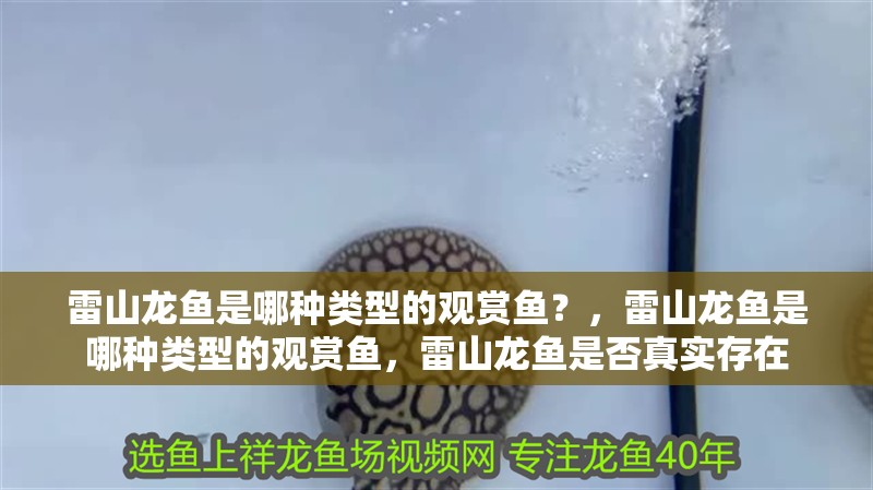 雷山龍魚是哪種類型的觀賞魚？，雷山龍魚是哪種類型的觀賞魚，雷山龍魚是否真實存在