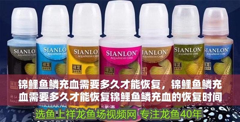 錦鯉魚鱗充血需要多久才能恢復，錦鯉魚鱗充血需要多久才能恢復錦鯉魚鱗充血的恢復時間