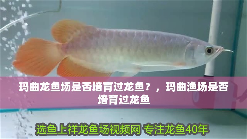 瑪曲龍魚場是否培育過龍魚？，瑪曲漁場是否培育過龍魚