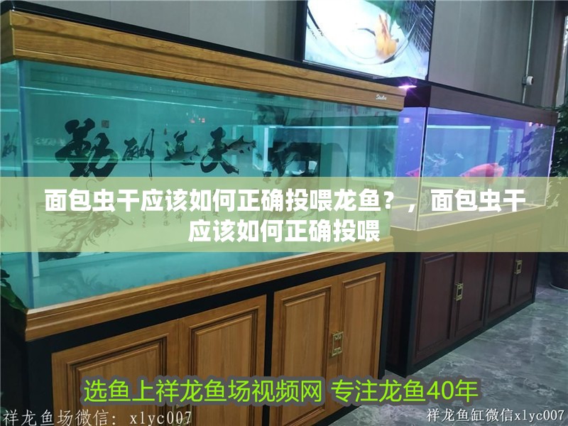 面包蟲干應(yīng)該如何正確投喂龍魚？，面包蟲干應(yīng)該如何正確投喂