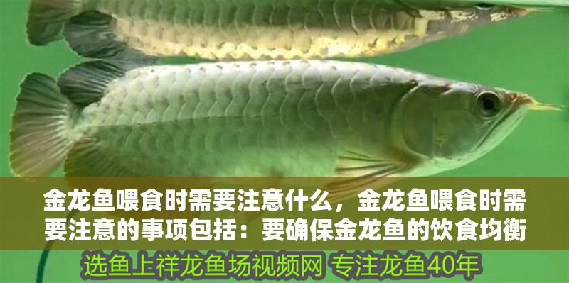 金龍魚喂食時(shí)需要注意什么，金龍魚喂食時(shí)需要注意的事項(xiàng)包括：要確保金龍魚的飲食均衡