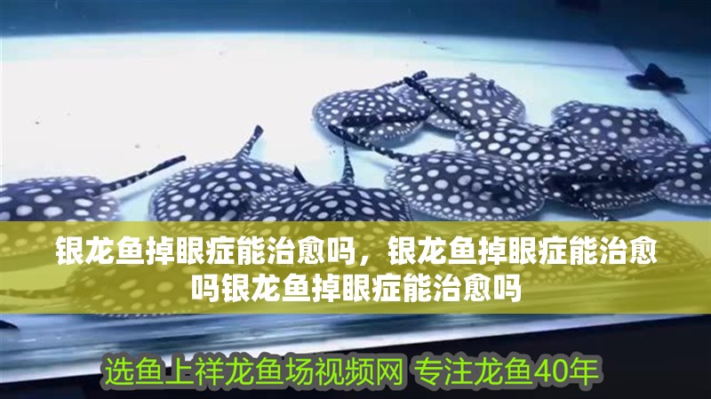 銀龍魚掉眼癥能治愈嗎，銀龍魚掉眼癥能治愈嗎銀龍魚掉眼癥能治愈嗎