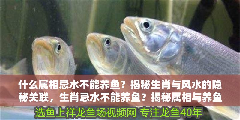 什么屬相忌水不能養(yǎng)魚？揭秘生肖與風(fēng)水的隱秘關(guān)聯(lián)，生肖忌水不能養(yǎng)魚？揭秘屬相與養(yǎng)魚風(fēng)水的禁忌關(guān)聯(lián) 什么屬相忌水不能養(yǎng)魚？揭秘生肖與風(fēng)水的隱秘關(guān)聯(lián)，生肖忌水不能養(yǎng)魚？揭秘屬相與養(yǎng)魚風(fēng)水的禁忌關(guān)聯(lián) 龍魚百科 第1張
