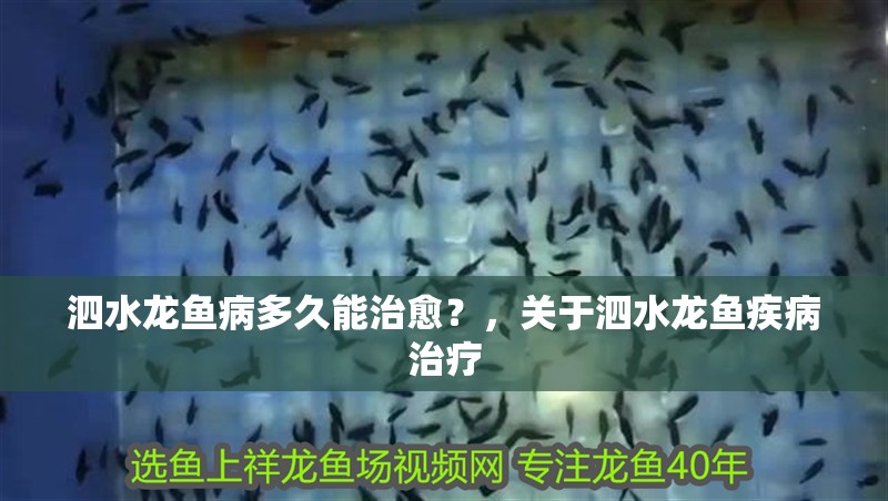泗水龍魚病多久能治愈？，關于泗水龍魚疾病治療