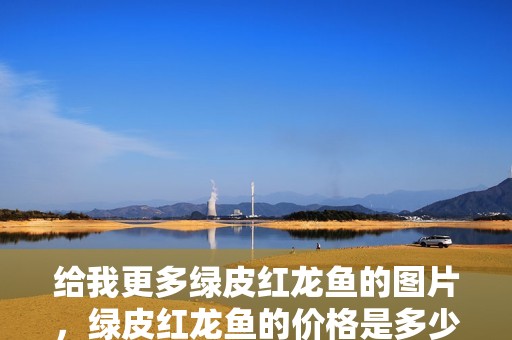 給我更多綠皮紅龍魚的圖片，綠皮紅龍魚的價格是多少