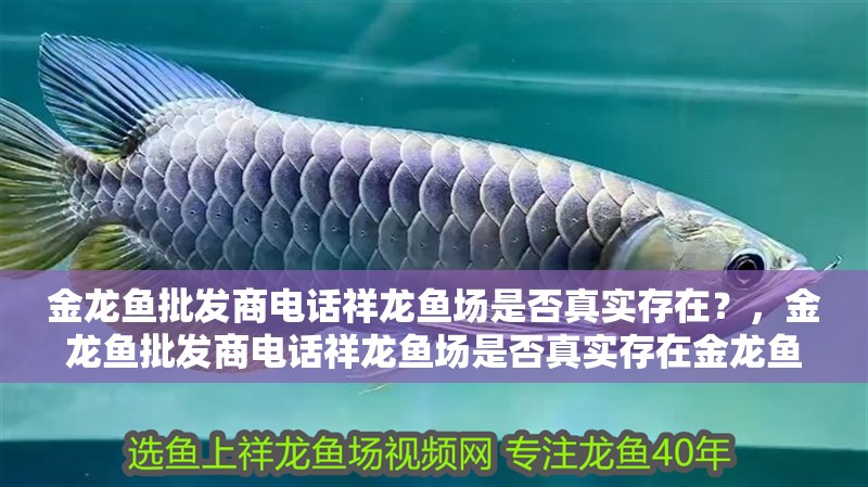 金龍魚批發商電話祥龍魚場是否真實存在？，金龍魚批發商電話祥龍魚場是否真實存在金龍魚批發商電話祥龍魚場