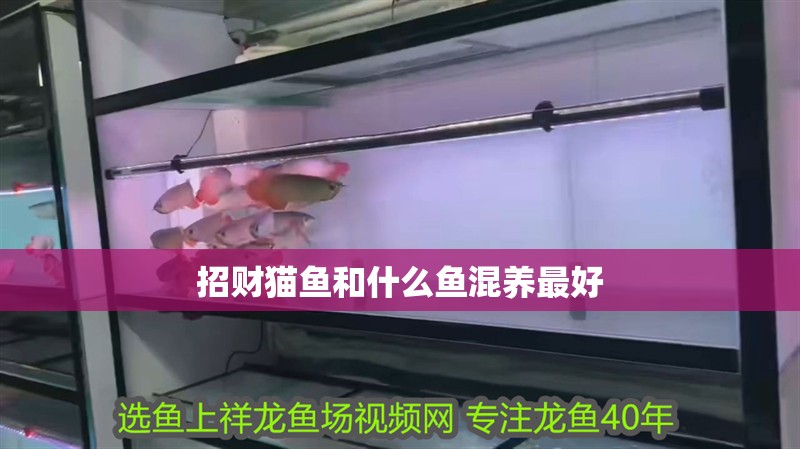 招財貓魚和什么魚混養(yǎng)最好