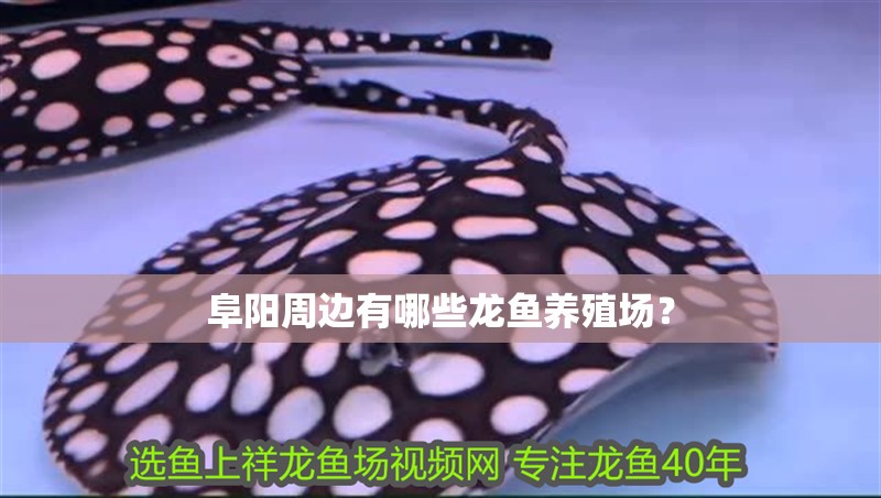 阜陽周邊有哪些龍魚養殖場？