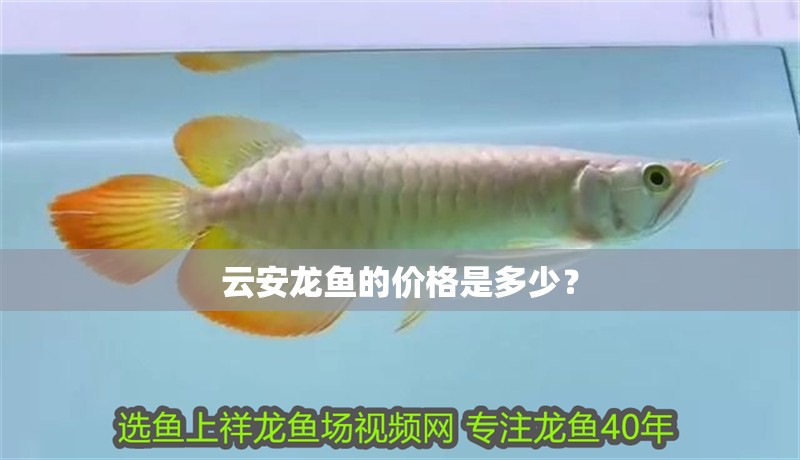 云安龍魚的價格是多少？