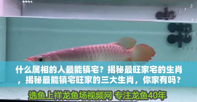 什么屬相的人最能鎮(zhèn)宅？揭秘最旺家宅的生肖，揭秘最能鎮(zhèn)宅旺家的三大生肖，你家有嗎？ 什么屬相的人最能鎮(zhèn)宅？揭秘最旺家宅的生肖，揭秘最能鎮(zhèn)宅旺家的三大生肖，你家有嗎？ 龍魚百科 第1張