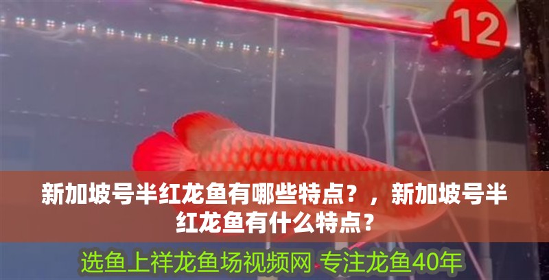 新加坡號半紅龍魚有哪些特點？，新加坡號半紅龍魚有什么特點？