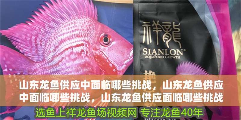 山東龍魚供應中面臨哪些挑戰，山東龍魚供應中面臨哪些挑戰，山東龍魚供應面臨哪些挑戰