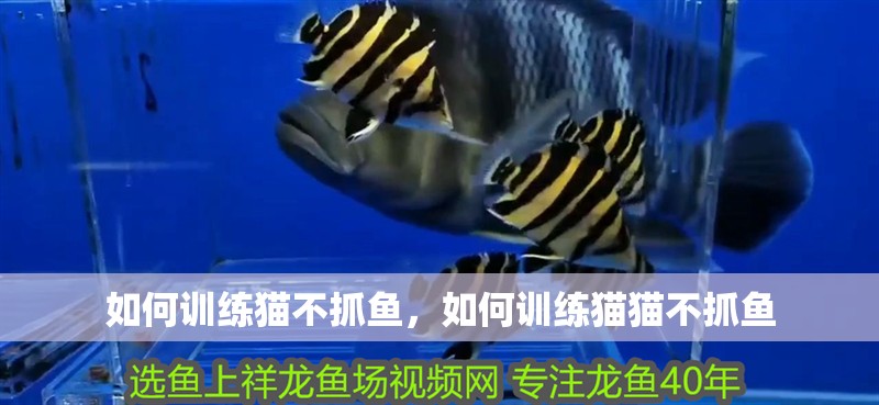 如何訓練貓不抓魚，如何訓練貓貓不抓魚