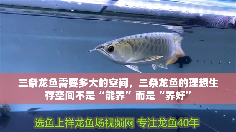 三條龍魚需要多大的空間，三條龍魚的理想生存空間不是“能養”而是“養好”