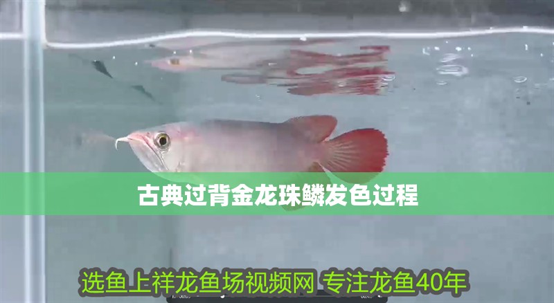 古典過背金龍珠鱗發色過程