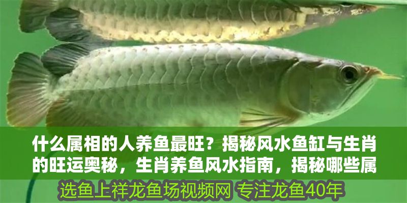 什么屬相的人養魚最旺？揭秘風水魚缸與生肖的旺運奧秘，生肖養魚風水指南，揭秘哪些屬相養魚最旺運 什么屬相的人養魚最旺？揭秘風水魚缸與生肖的旺運奧秘，生肖養魚風水指南，揭秘哪些屬相養魚最旺運 龍魚百科 第1張