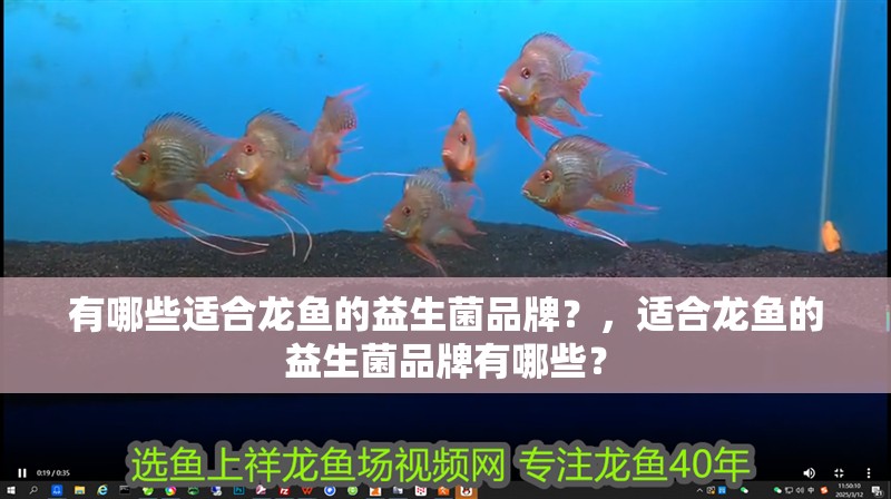 有哪些適合龍魚的益生菌品牌？，適合龍魚的益生菌品牌有哪些？