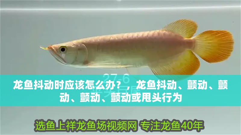 龍魚抖動時(shí)應(yīng)該怎么辦？，龍魚抖動、顫動、顫動、顫動、顫動或甩頭行為