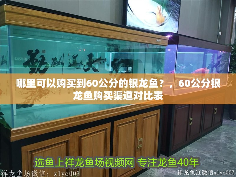 哪里可以購買到60公分的銀龍魚？，60公分銀龍魚購買渠道對比表