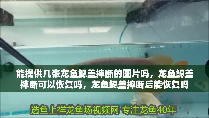 能提供幾張龍魚鰓蓋摔斷的圖片嗎，龍魚鰓蓋摔斷可以恢復(fù)嗎，龍魚鰓蓋摔斷后能恢復(fù)嗎