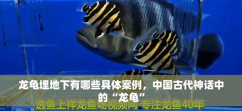 龍龜埋地下有哪些具體案例，中國古代神話中的“龍龜”