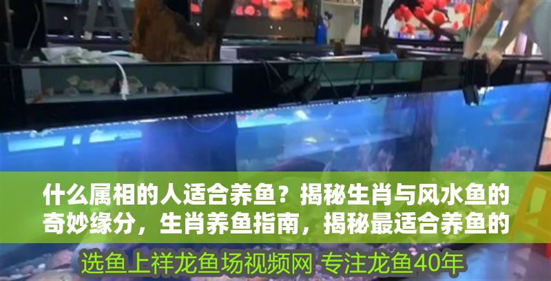 什么屬相的人適合養(yǎng)魚？揭秘生肖與風(fēng)水魚的奇妙緣分，生肖養(yǎng)魚指南，揭秘最適合養(yǎng)魚的屬相與風(fēng)水魚配對