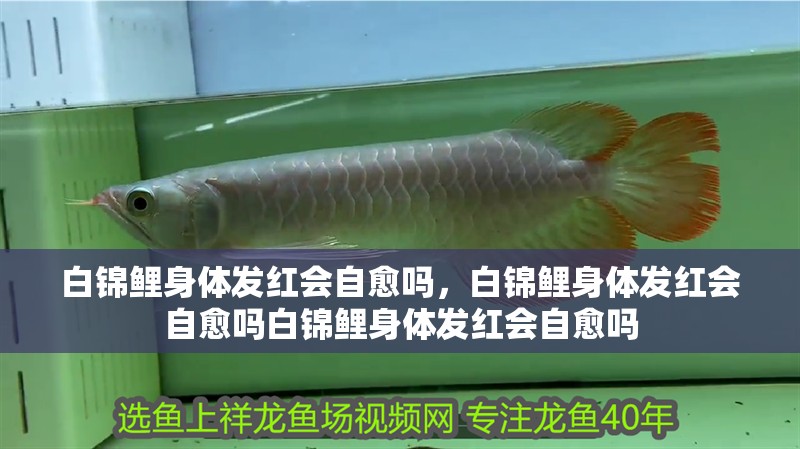 白錦鯉身體發(fā)紅會(huì)自愈嗎，白錦鯉身體發(fā)紅會(huì)自愈嗎白錦鯉身體發(fā)紅會(huì)自愈嗎