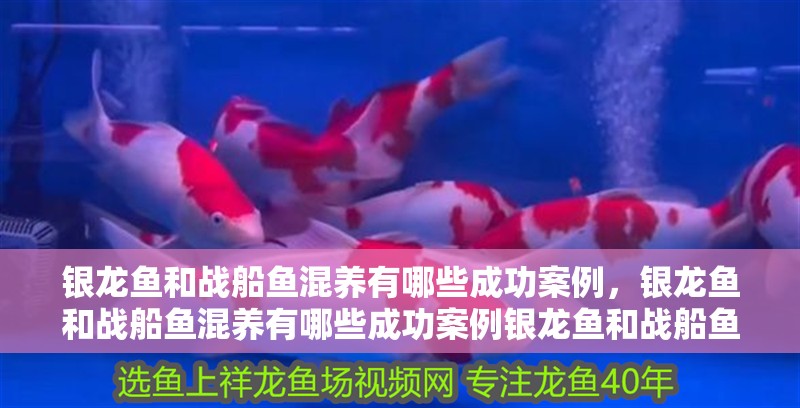 銀龍魚和戰船魚混養有哪些成功案例，銀龍魚和戰船魚混養有哪些成功案例銀龍魚和戰船魚混養的成功案例