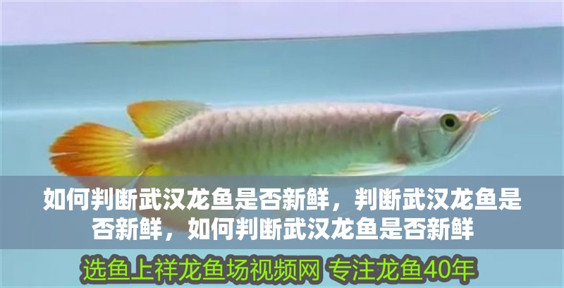 如何判斷武漢龍魚是否新鮮，判斷武漢龍魚是否新鮮，如何判斷武漢龍魚是否新鮮