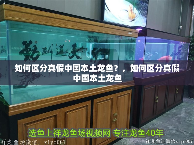 如何區(qū)分真假中國(guó)本土龍魚(yú)？，如何區(qū)分真假中國(guó)本土龍魚(yú)